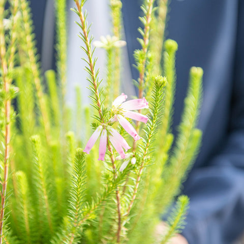 Simegarden Erica verticillata 12 cm