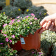 Simegarden Erodium variabile 15 cm