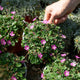 Simegarden Erodium variabile 15 cm