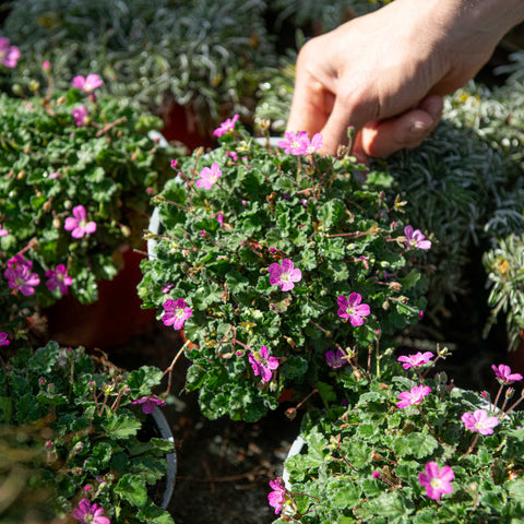 Simegarden Erodium variabile 15 cm