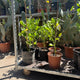 Simegarden Erythrina crista-galli 22 cm