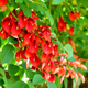Simegarden Erythrina crista-galli 7 cm