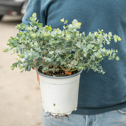 Simegarden Eucalyptus gunnii 14 cm