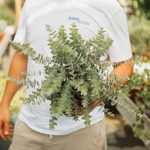 Simegarden Eucalyptus gunnii 17 cm