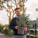 Simegarden Eucalyptus gunnii