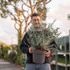 Simegarden Eucalyptus gunnii