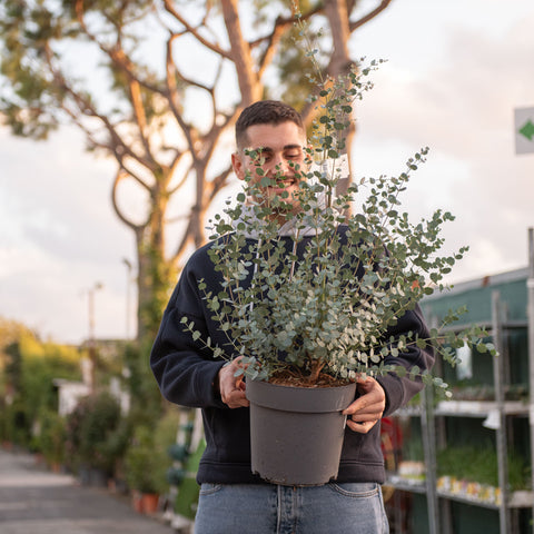 Simegarden Eucalyptus gunnii