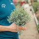 Simegarden Eucalyptus moon lagoon 14 cm
