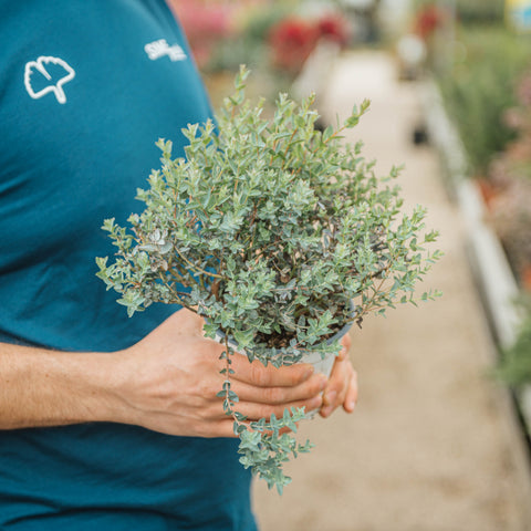 Simegarden Eucalyptus moon lagoon 14 cm