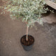 Simegarden Eucalytus gunnii alberello
