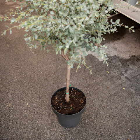 Simegarden Eucalytus gunnii alberello