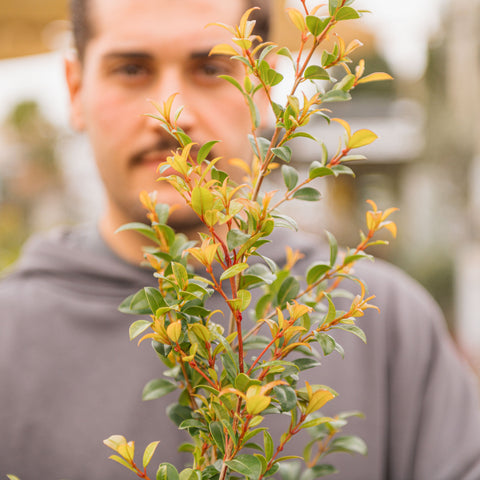 Simegarden Eugenia myrtifolia 17 cm