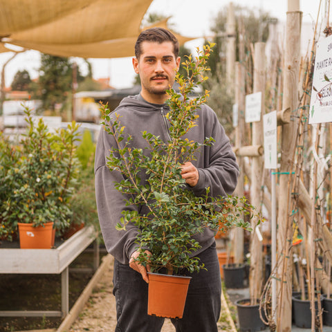 Simegarden Eugenia myrtifolia 17 cm