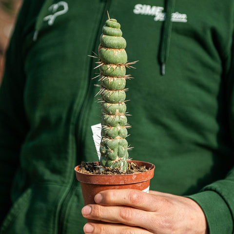 Simegarden Eulychnia castanea 8 cm