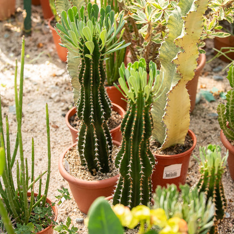 Simegarden Euphorbia abyssinica 20 cm