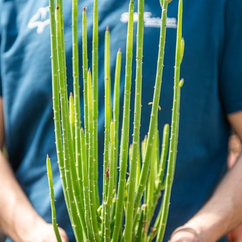 Simegarden Euphorbia alluaudii 17 cm
