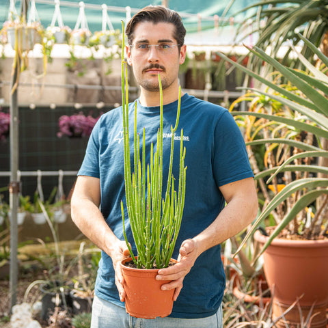 Simegarden Euphorbia alluaudii 17 cm