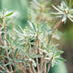 Simegarden Euphorbia balsamifera 14 cm