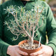 Simegarden Euphorbia balsamifera 14 cm