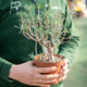Simegarden Euphorbia balsamifera 14 cm