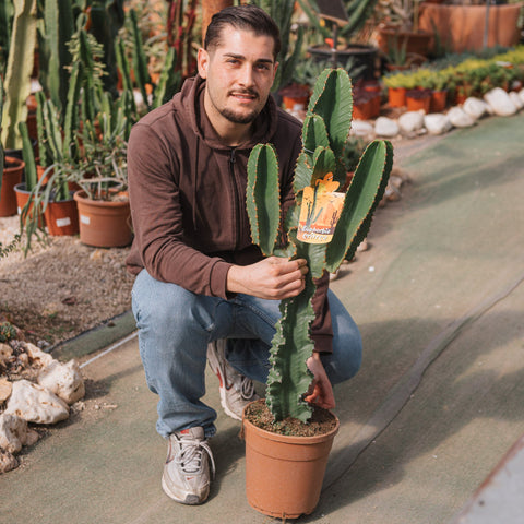 Simegarden Euphorbia candelabrum 22 cm