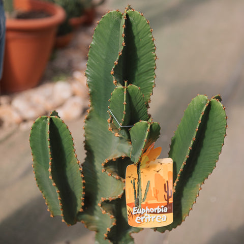 Simegarden Euphorbia candelabrum 22 cm