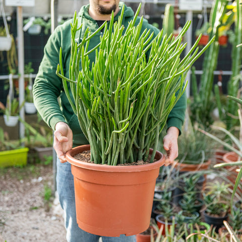 Simegarden Euphorbia cedrorum 40 cm
