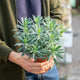 Simegarden Euphorbia characias wulfenii 17 cm