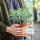 Simegarden Euphorbia characias wulfenii 17 cm