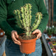 Simegarden Euphorbia coerulescens 17 cm