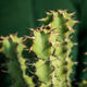 Simegarden Euphorbia coerulescens 17 cm