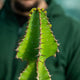 Simegarden Euphorbia cooperi 12 cm
