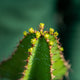 Simegarden Euphorbia cooperi 12 cm