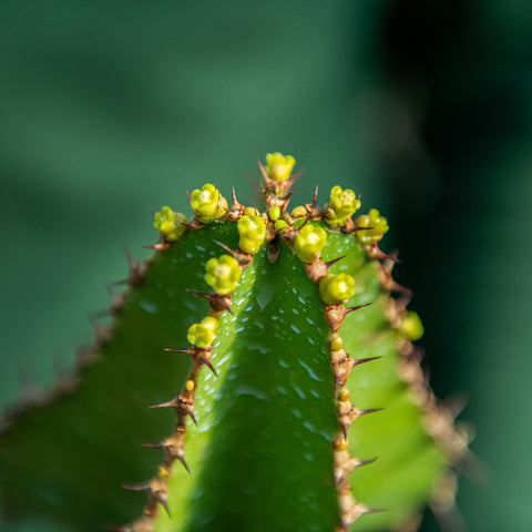 Simegarden Euphorbia cooperi 12 cm