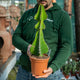 Simegarden Euphorbia cooperi 12 cm