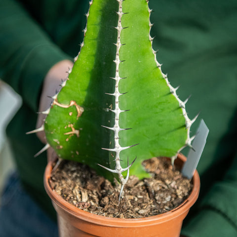 Simegarden Euphorbia cooperi 12 cm