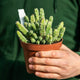 Simegarden Euphorbia debilispina 17 cm