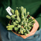 Simegarden Euphorbia debilispina 17 cm