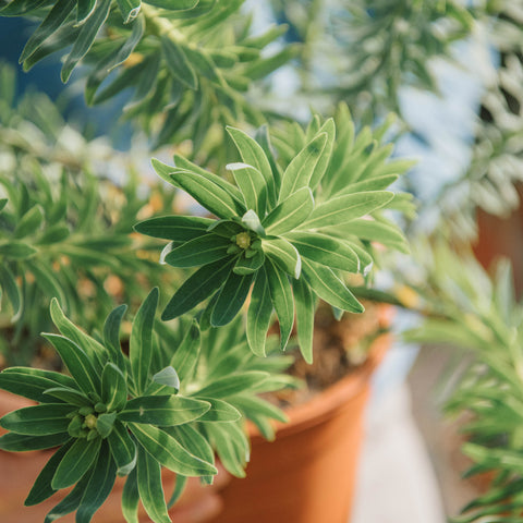 Simegarden Euphorbia dendroides