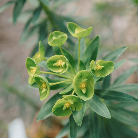 Simegarden Euphorbia dendroides