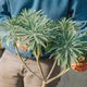 Simegarden Euphorbia dendroides