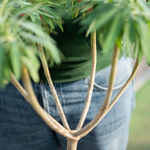 Simegarden Euphorbia dendroides