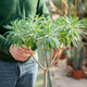 Simegarden Euphorbia dendroides