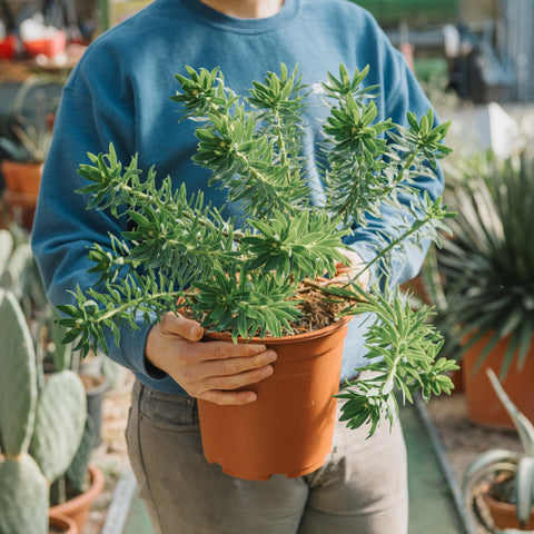 Simegarden Euphorbia dendroides 24 cm - cespuglio