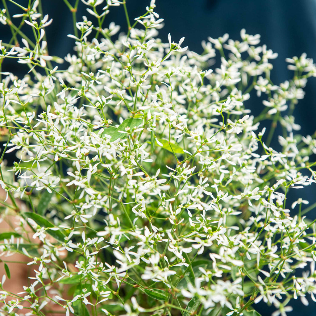 Euphorbia Diamond Frost