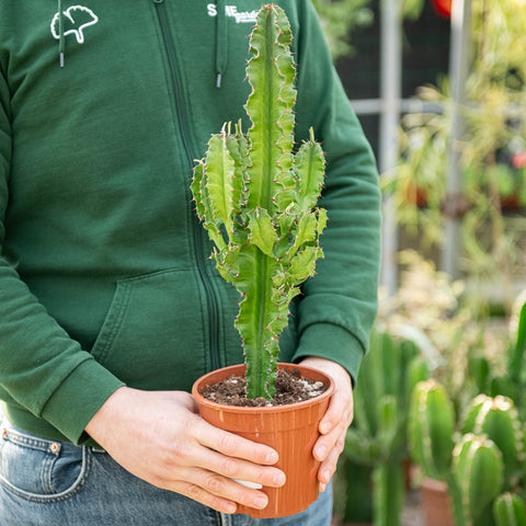Simegarden Euphorbia eritrea 15 cm