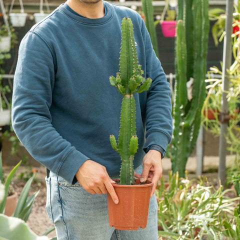 Simegarden Euphorbia eritrea 17 cm