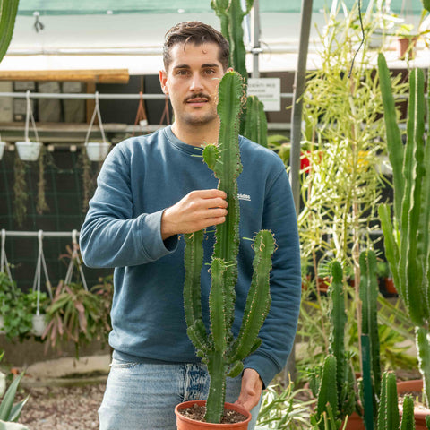 Simegarden Euphorbia eritrea 19 cm