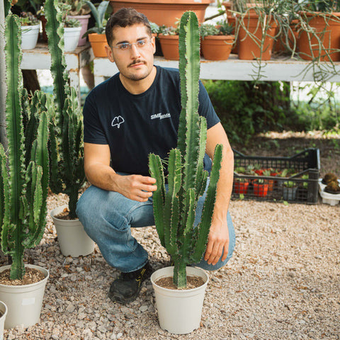 Simegarden Euphorbia eritrea 21-22 cm