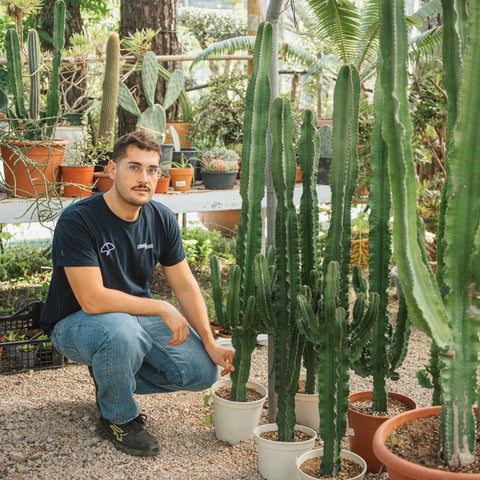 Simegarden Euphorbia eritrea 24 cm